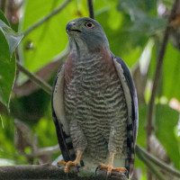 Double-toothed Kite